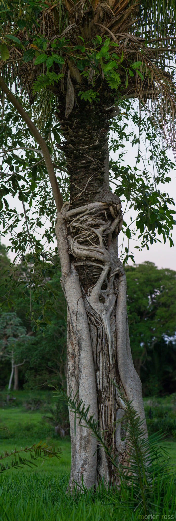 Strangler Fig (Ficus americana)