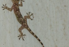 Pantanal Gecko 01