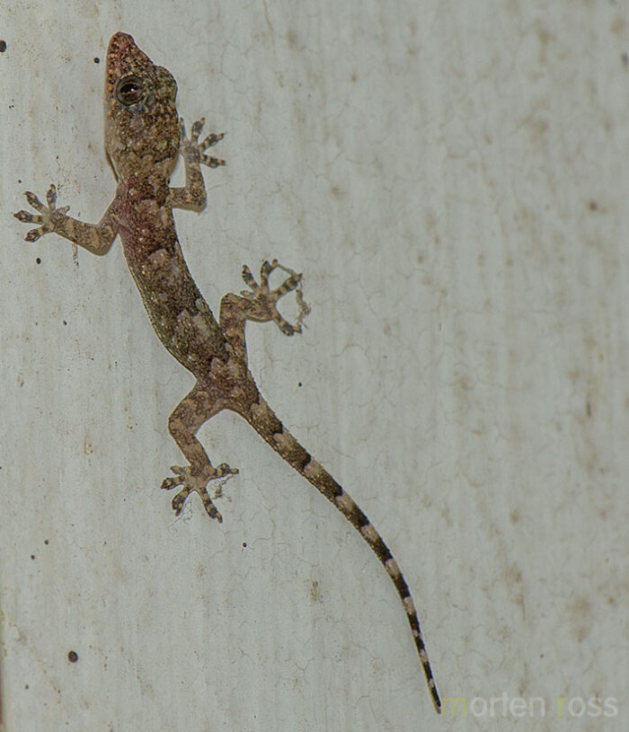 Pantanal Gecko 01