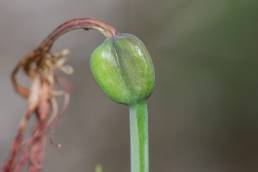 Barbados Lily (Hippeastrum puniceum)