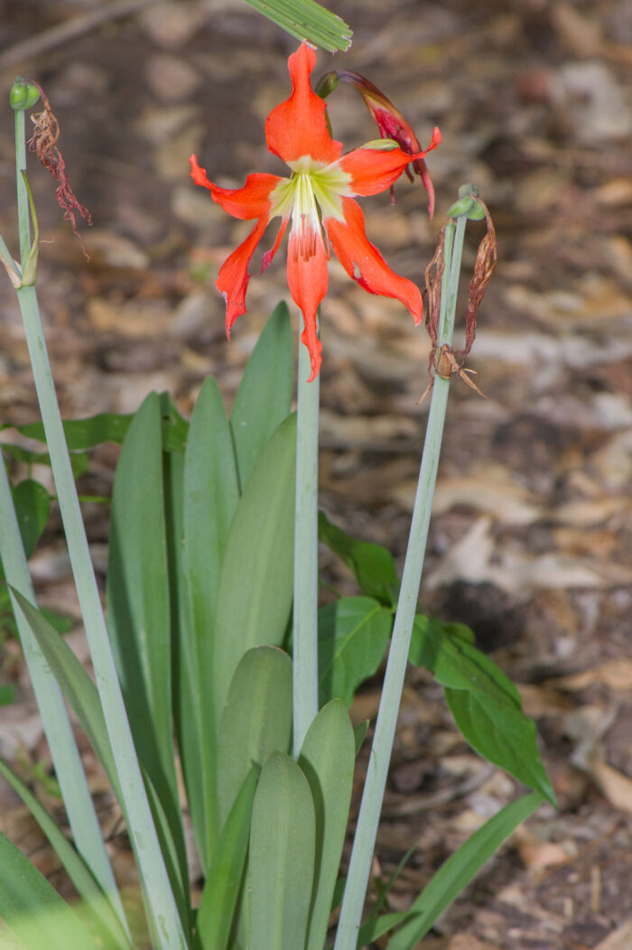 Barbados Lily (Hippeastrum puniceum)