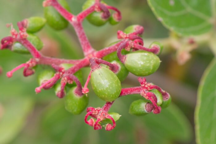 Stingray Vine (Cissus spinosa)