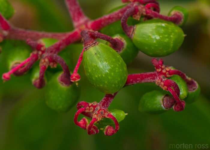 Stingray Vine (Cissus spinosa)