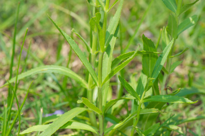  Willowleaf Angelon (Angelonia salicariifolia)
