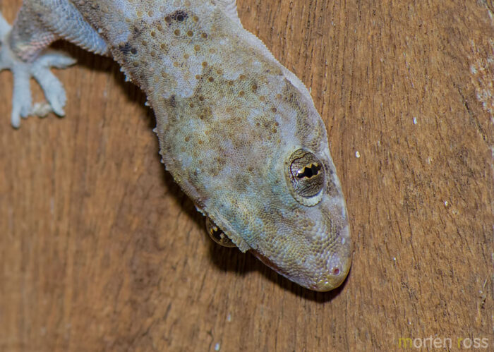 Pantanal Gecko 02