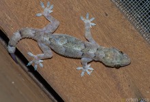Pantanal Gecko 02