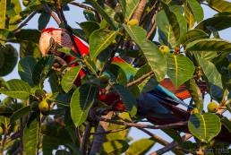 Red-and-green Macaw (Ara chloropterus)
