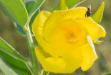 Thevetia bicornuta