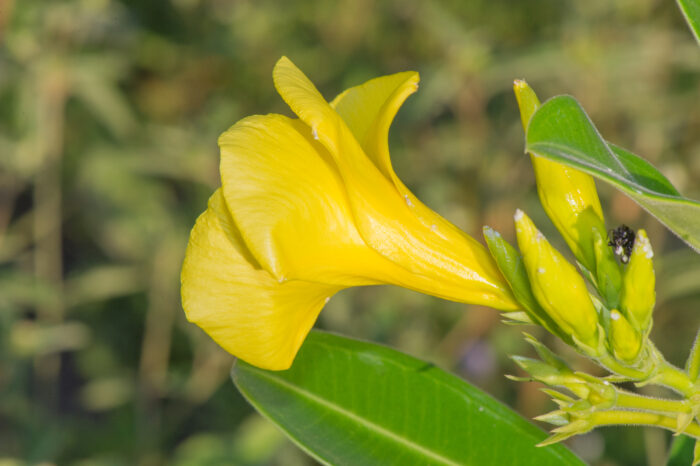 Thevetia bicornuta