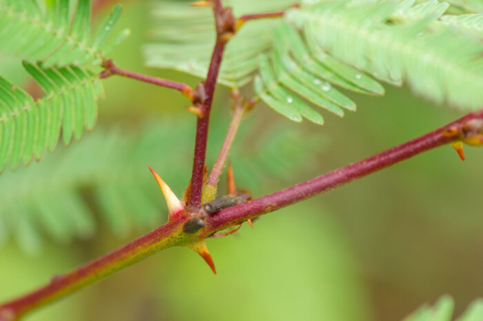 Mimosa sp