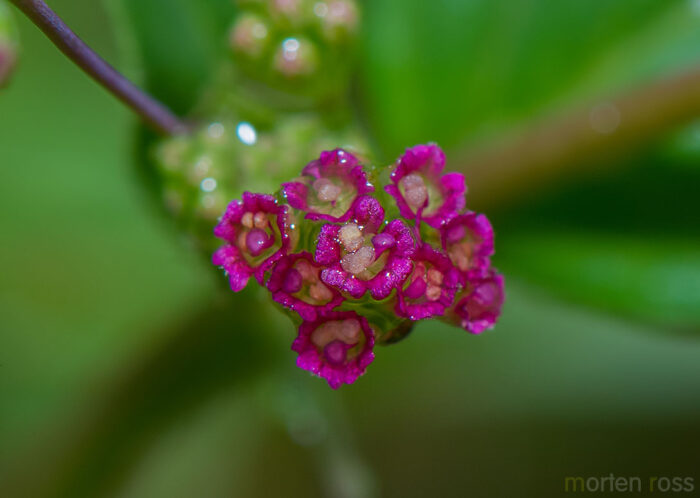 Wineflower (Boerhavia diffusa)