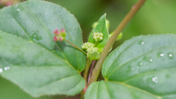 Wineflower (Boerhavia diffusa)