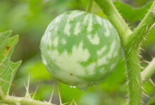 Solanum acerifolium