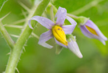 Solanum palinacanthum
