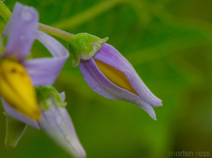 Solanum acerifolium