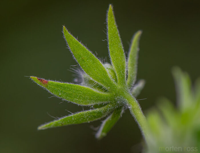Pavonia sidifolia