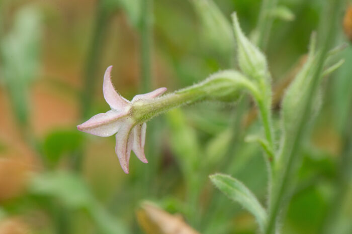 Long-flower Tobacco (Nicotiana longiflora)
