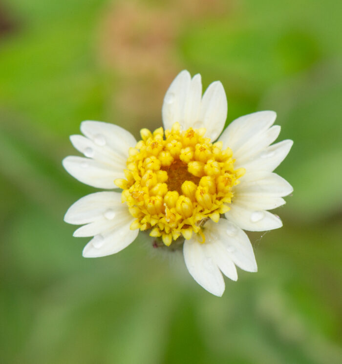 Tridax daisy (Tridax procumbens)
