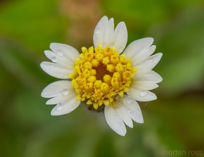 Tridax daisy (Tridax procumbens)