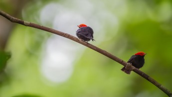 Red-headed Manakin (Pipra rubrocapilla)