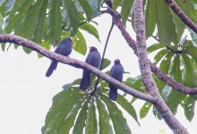 Black-fronted Nunbird (Monasa nigrifrons)
