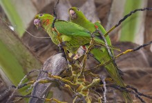 White-eyed Parakeet (Psittacara leucophthalmus)