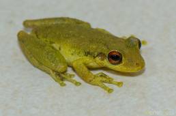 Cristalino Jungle Lodge frog 01