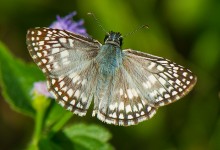 Orcus Checkered-Skipper (Pyrgus orcus)