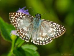 Orcus Checkered-Skipper (Pyrgus orcus)