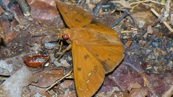 Cristalino Jungle Lodge Lepidoptera 03