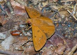 Cristalino Jungle Lodge Lepidoptera 03