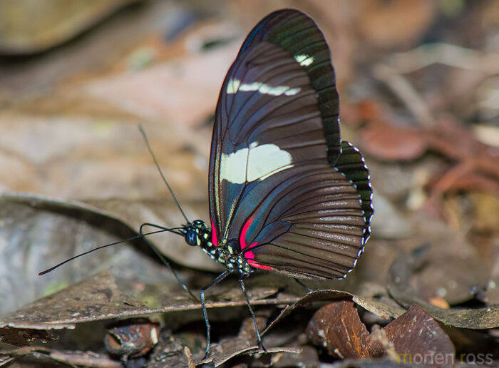Wallace’s Longwing (Heliconius wallacei)