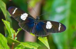 Wallace’s Longwing (Heliconius wallacei)