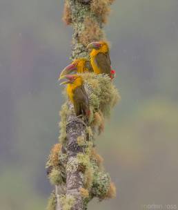 Saffron Toucanet (Pteroglossus bailloni)