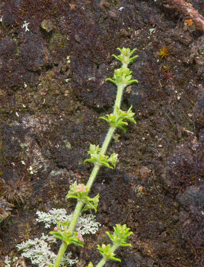 Itatiaia plant 11 (Galium)
