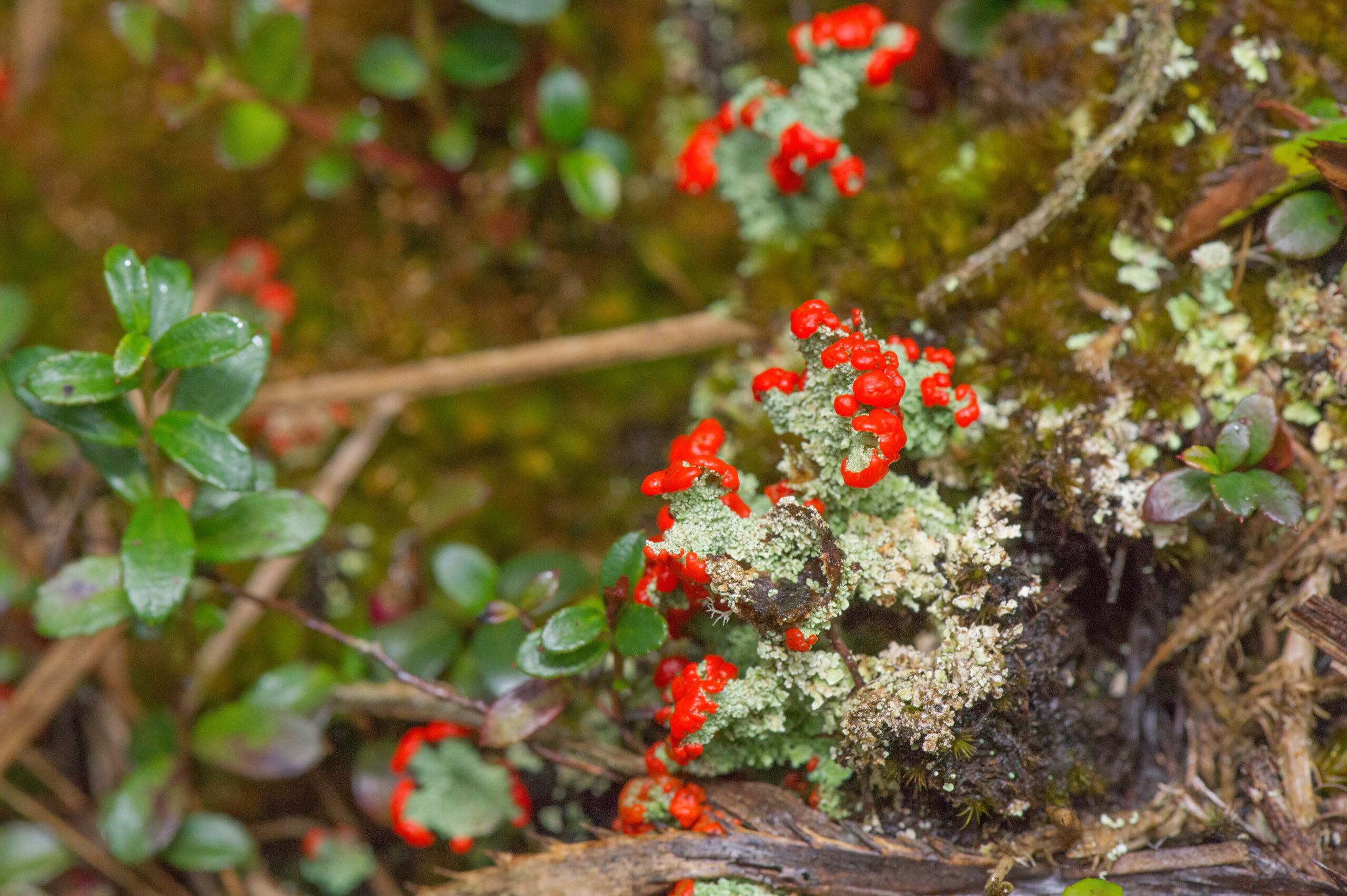 Southern Soldiers (Cladonia didyma)