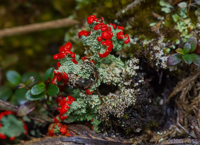Southern Soldiers (Cladonia didyma)