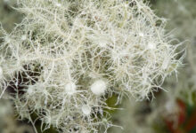 Itatiaia lichen (Usnea sp)