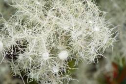 Itatiaia lichen (Usnea sp)