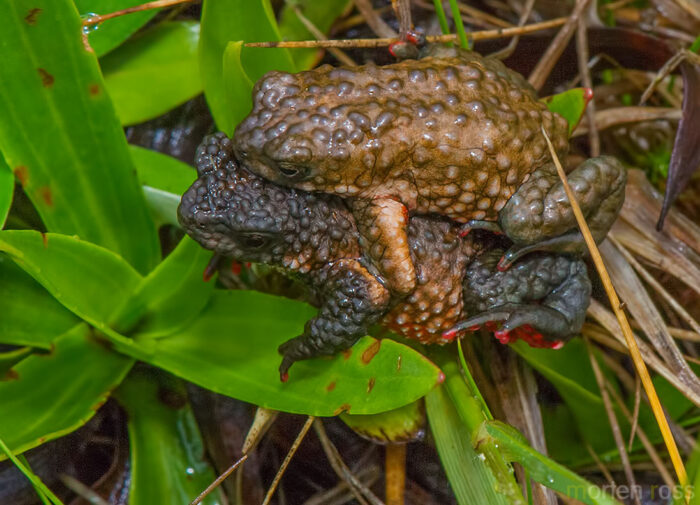 Maldonada Redbelly Toad (Melanophryniscus moreirae)
