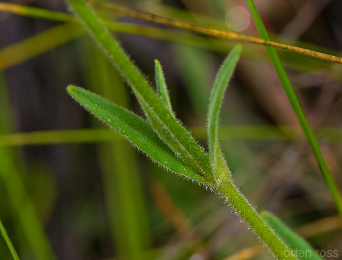 Itatiaia plant 26 (Cerastium)