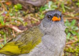 Pampa Finch (Embernagra platensis)