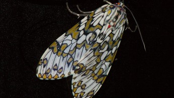 Itatiaia lepidoptera 03