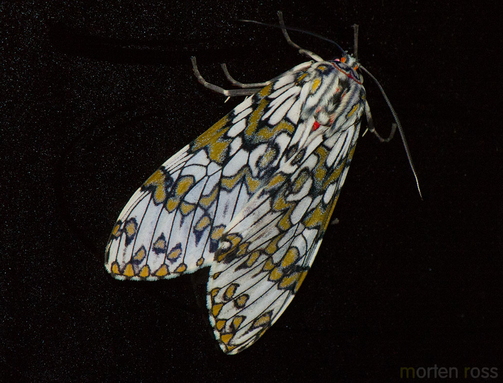 Itatiaia lepidoptera 03
