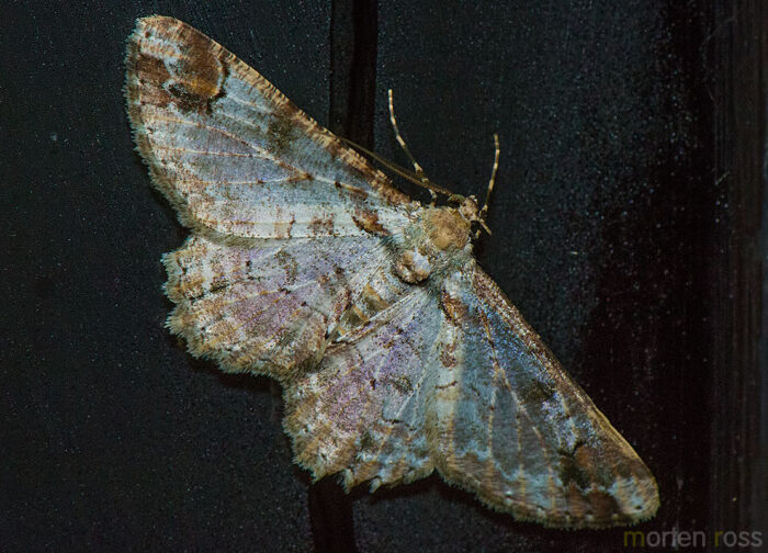 Itatiaia lepidoptera 12