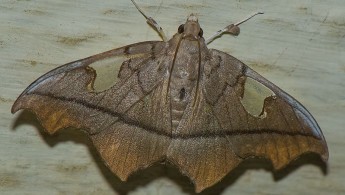 Itatiaia lepidoptera 09
