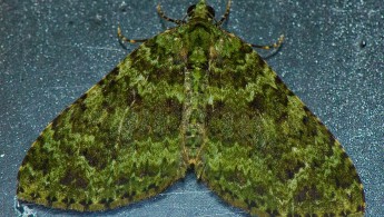 Itatiaia lepidoptera 10