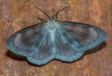 Itatiaia lepidoptera 11