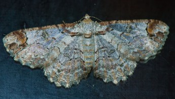 Itatiaia lepidoptera 12