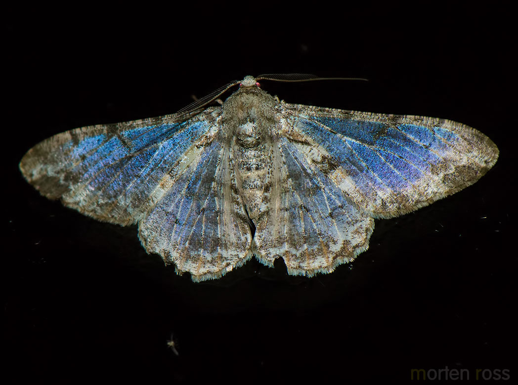 Itatiaia lepidoptera 13